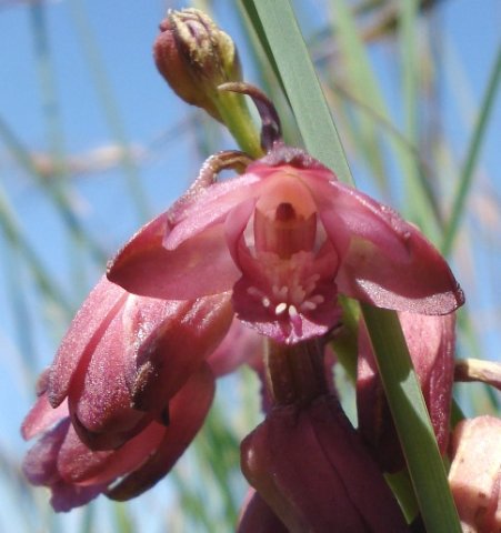 Orthochilus not vinosus inside the flower